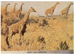 (LL 8) John Stalin  - Peoples Police - Giraffe - Girafe - Girafes