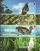 Montserrat 2009, Birds Of Montserrat, MNH S/S - Montserrat