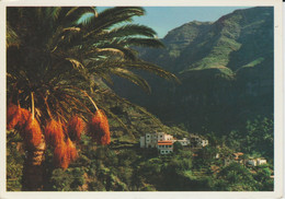 (CANA1486) GOMERA. LOMO DE BALO (VALLE GRAN REY) - Gomera