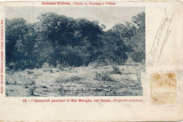 19 Il Tamarindi Secolari Di Mai Mengas Nel Serae Laziale Roam  1904 Massaua - Eritrea