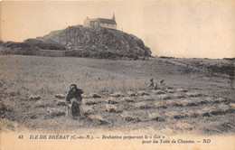 22-ILE-DE-BREHAT- BREHATINS PREPARANT LE " GLE  "  POUR LES TOITS DE CHAUME - Ile De Bréhat