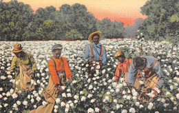 Amérique - Etats-Unis - A Busy Day In The Cotton Field - Cueillette Du Coton Animée - Other