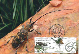 Maximum Card: Sanidade Vegetal "Insectos" - Maximumkarten (MC)