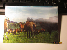 MONGOLIA OLD STEREOSCOPIC CARD CAMELS ZABHAN AIMAK  , 0 - Mongolei