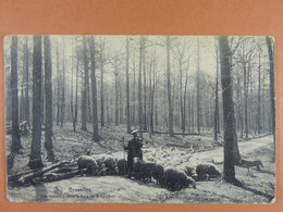 Bruxelles Les Moutons Dans Le Bois De La Cambre - Forêts, Parcs, Jardins