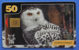 Estonia Eesti Snowy Owl Gufo Bird Oiseaux Vogel Birds Owls Zoo - Búhos, Lechuza