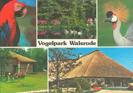 Vogelpark Walsrode (Bird Park), Germany - Macaw, Pelican, Crane, Ostrich - Walsrode