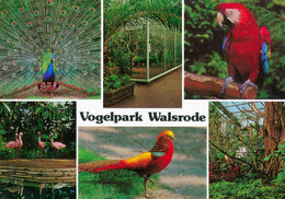 Vogelpark Walsrode (Bird Park), Germany - Peacock, Macaw, Flamingo, Pheasant - Walsrode