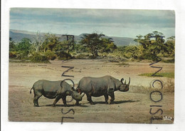 Faune Africaine. Rhinocéros. Hoa-Qui 4062. 1967. IRIS - Rhinozeros