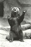 BEAR * BROWN BEAR * ANIMAL * ZOO & BOTANICAL GARDEN * BUDAPEST * KAK 0353 803 * Hungary - Bears