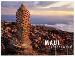 (LL 18) USA (posted To Australia) Hawaii - Maui Silversword - Maui