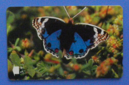 Oman Butterfly Papillon Mariposa Schmetterling Farfalla Insect Butterflies Blue Pansy - Vlinders