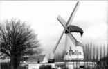 AARSCHOT (Vlaams-Brabant) - Molen/moulin - De Witte Molen In 1987. Zeldzame Kettingkruier, Thans In Verval. - Aarschot