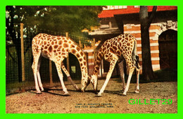 GIRAFES - GIRAFFES FEEDING AT NEW YORK ZOOLOGICAL PARK - - Girafes