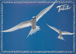 Animaux - Oiseaux - Sterne Blanches En Vol - Polynésie - Tahiti - Atoll De Tikehau - CPM - Voir Scans Recto-Verso - Pájaros