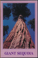 °°° 25518 - USA - CA - YOSEMITE NATIONAL PARKS - GIANT SEQUOIA - 1992 With Stamps °°° - Yosemite