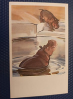 Moscow Zoo - Old USSR Postcard. STROGANOVA. Hippo. 1969 - Hippopotamuses