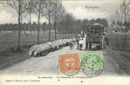 BELGIQUE / BELGIË / WIJNEGEM / DE STEENWEG / LA CHAUSSEE DE WOMMELGEM / ANIMEE MOUTONS CHARETTE / PHOTO HOELEN N° 3033 - Wijnegem