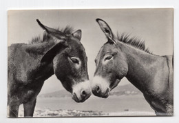 1964 YUGOSLAVIA,CROATIA,MAKARSKA, TWO DONKEYS,DONKEY,ILLUSTRATED POSTCARD,USED - Yugoslavia