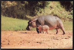 HIPPO By Alan Binks 68, Used 1980 - Ippopotami