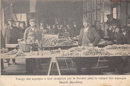 67-HOERDT- PESAGE DES ASPERGES A LEUR RECEPTION PAR LA STE POUR LA CULTURE DES ASPERGES - Sonstige & Ohne Zuordnung