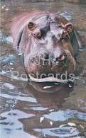 Hippopotamus - Moscow Zoo - Animals - 1973 - Russia USSR - Unused - Flusspferde