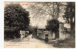 DEPT 81 / CASTELNAU DE MONTMIRAIL - FORET DE LA GRESIGNE - Castelnau De Montmirail