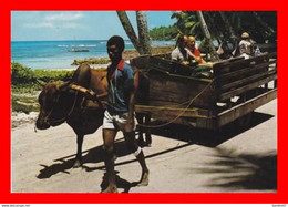 CPSM/gf.  VICTORIA.. (Seychelles).  La Digue.  Attelage Avec Boeuf Pour Promenade ..*4400 - Seychelles