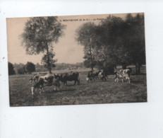 CPA -  Montgeron  -( S.-et-O.) - La Prairie  ( Vaches , Vache ) - Montgeron