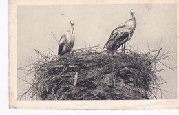 Cigognes D'Alsace - Oiseaux