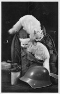 Militariat Armée Suisse - Casque - Chat Blanc - Chats -  Equipement - Schweizer Armee - Rucksack - Gourde - Paquetage - Other & Unclassified