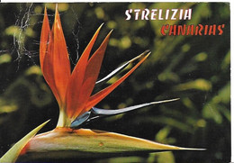 Stralizia - Oiseau De Paradis Iles Canaries - Otros & Sin Clasificación