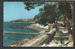 N° 44-4  - Carqueiranne - Le Bord De Mer Et Les Pins Penchés - Gar41 - Carqueiranne