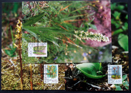 Greenland    1996  Flowers Minr. 284-86 Maximum Cards  ( Lot 426 ) - Maximumkarten (MC)