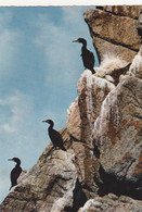 29 CAP SIZUN     Cormorans à La Reserve D'Oiseaux Du Cap SIZUN   TB  PLAN Jos Le Doaré.  PAS COURANT - Beuzec-Cap-Sizun