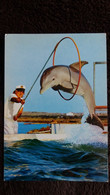 CPSM ZOO MARIN DE PORT BARCARES 66 DAUPHIN DAUPHINS TURSIOPS TRUNCATUS  ED LARREY - Delphine