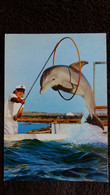 CPSM ZOO MARIN DE PORT BARCARES 66 DAUPHIN DAUPHINS TURSIOPS TRUNCATUS  ED LARREY - Dolphins
