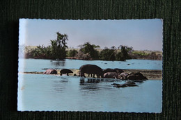 Hippopotames Au Bain - Hippopotamuses