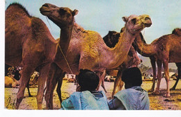 Hommes Bleus Du Sahara Occidental. - Mauritanie