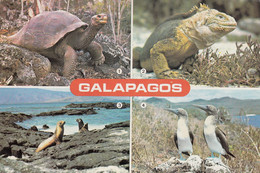 Ecuador Galapagos - Giant Turtle Iguana Sea Lion Seal 1980 - Equateur