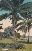 Samoa Apia Coconut Tree Cca.1910 - Samoa