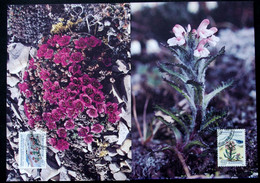 Greenland    1992  FLOWERS Minr.223-24  Maximum Cards  ( Lot 431 ) - Cartoline Maximum