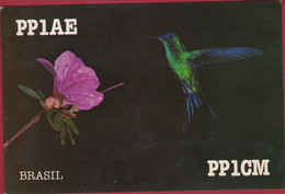 QSL Card Amateur Radio Station Funkkarte Kolibri Colibri Hummingbird Beija Flor Brasil Brazil Brasil 1983 - Radio Amateur