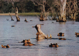 Le Bâillement De L'HIPPOPOTAME - Ippopotami