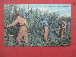 Black Americana     Harvesting Sugar Cane In The Florida Everglades >  Ref 4807 - Negro Americana