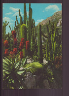 MONACO LE JARDIN EXOTIQUE - Cactusses