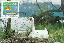 Poland 1987 Canceled In Augustow, Mute Swan Swans Bird Birds Fauna - Cartes Maximum