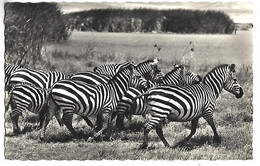 Faune Africaine - Troupeau De ZEBRES - Zebra's