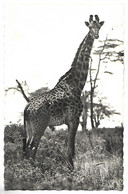 Faune Africaine - GIRAFE - Girafes