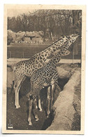 GIRAFE - Parc Zoologique Du Bois De Vincennes - Girafe Piralta Et Girafe Tippelskirki - Giraffes